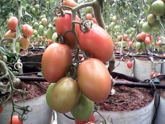 Jitomate producido en invernadero