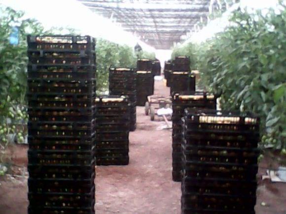 Jitomate producido en invernadero