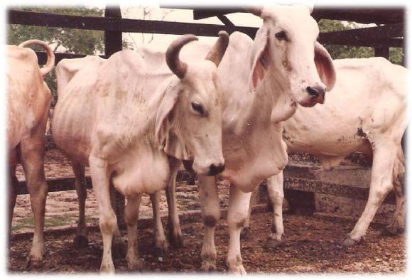 PPT - HEMOPAR SITOS: Importancia del diagn stico en bovinos