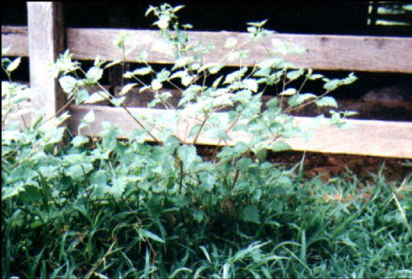 Maleza Pata de tórtola (Croton sp.)