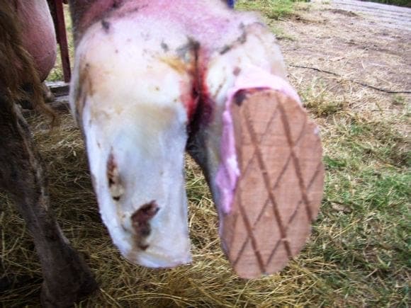 Colocación de taco ortopédico