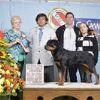 Rottweiler Criaderomalotticolombia Malote