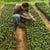 Agrominga Maldonado