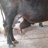 Olai Dairy Dealer