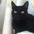 Bastet Bas