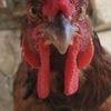 Pollo Inoxidable
