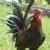 Gerson Rodriguez Flores