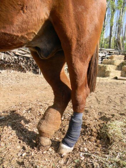 Edema en miembro de caballo
