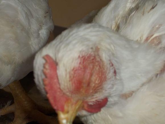 Complejo Respiratorio Pollos Engorde
