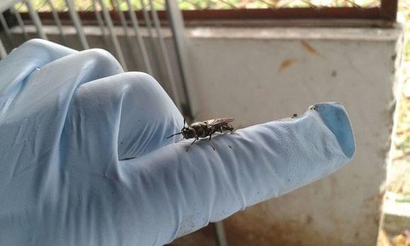 Mosca soldado