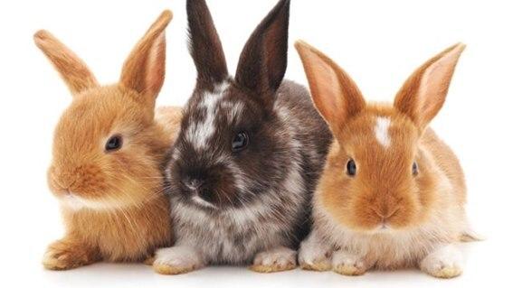 conejos
