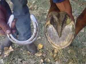 Existe un solo tamaño correcto para el pie y cada caballo lo tiene - Image 1
