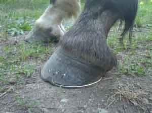 Existe un solo tamaño correcto para el pie y cada caballo lo tiene - Image 3