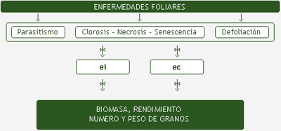 Cómo afectan las enfermedades foliares al rendimiento de la soja - Image 1