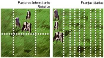 Producción animal en pastoreo: Definiciones que clarifican significados y facilitan la comprensión y utilización de términos usados comúnmente - Image 2