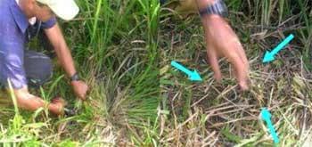 Mediciones simples para evaluar el estado de la calidad y salud del suelo bajo pasturas - Image 1