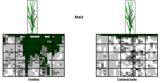 Aportes del trigo a la sustentabilidad del sistema agrícola - Image 3