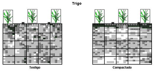 Aportes del trigo a la sustentabilidad del sistema agrícola - Image 4