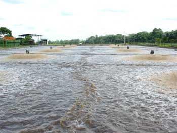 Tratamiento biológico de aguas residuales aplicable a la industria avícola - Image 24