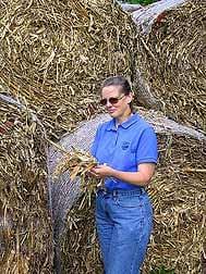 Cuando cosechando maíz para producir etanol, se debe dejar algunos tallos en el campo - Image 1
