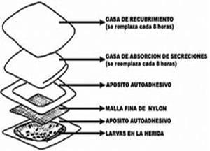 Las moscas y su importancia en la medicina… - Image 3