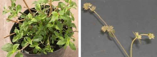 Portulaca gilliesii (Hook) y Gomphrena perennis (L): Especies con tolerancia al herbicida glifosato - Image 3