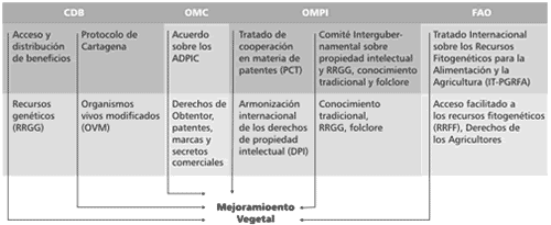 Los recursos fitogenéticos y su marco regulatorio internacional - Image 2