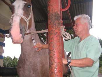 Ozonoterapia en equinos - Image 6