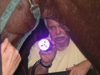Ozonoterapia en equinos - Image 9