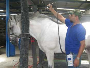 Ozonoterapia en equinos - Image 10