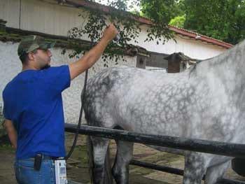 Ozonoterapia en equinos - Image 11