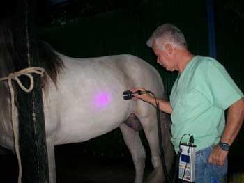 Ozonoterapia en equinos - Image 12