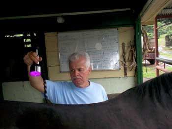 Ozonoterapia en equinos - Image 13