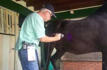 Ozonoterapia en equinos - Image 14