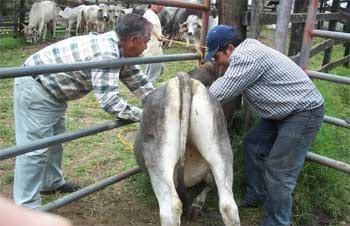 Exploración del efecto conseguido por el masaje de la región dorsal en el bovino (Bos taurus var indicus) - Image 1