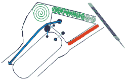 Laminitis e infosura - Image 4