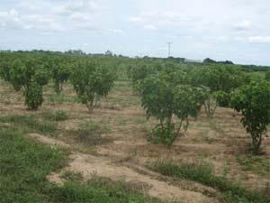Verdades y mentiras sobre Jatropha Curcas (PARTE I) - Image 2