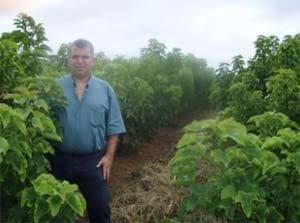 Verdades y mentiras sobre Jatropha Curcas (PARTE I) - Image 3