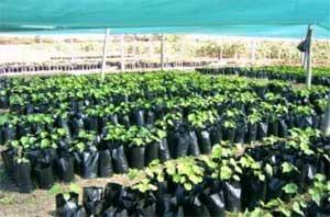 Verdades y mentiras sobre Jatropha Curcas (PARTE I) - Image 5