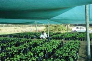 Verdades y mentiras sobre Jatropha Curcas (PARTE I) - Image 6