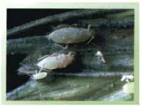 Manejo integrado de plagas - Image 11