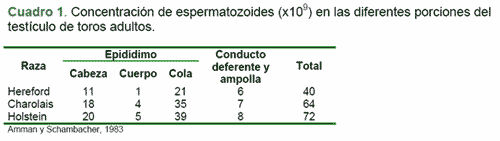 Criopreservación de semen tomado del epidídimo - Image 1
