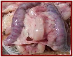 Coccidiosis Aviar - Image 1