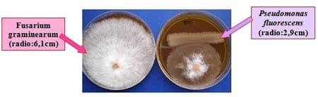 Bacterias Solubilizadoras de Fósforo - Image 3