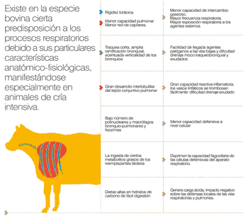 Doxiciclina y Bromhexina en el tratamiento y prevención de los procesos neumónicos en terneros - Image 1