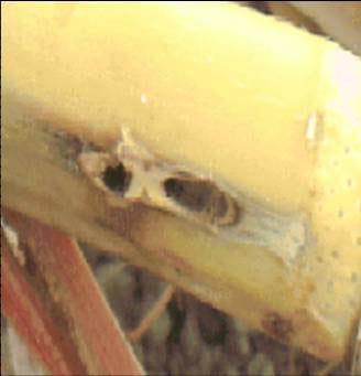 La mosca amazonica (metagonistylum minense) y el control de diatreae en caña de azucar, maiz, sorgo y arroz - Image 5