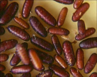 La mosca amazonica (metagonistylum minense) y el control de diatreae en caña de azucar, maiz, sorgo y arroz - Image 9