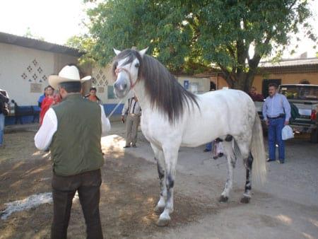 Sí andas a Caballo, hay estrategias para enfrentar los conflictos - Image 5