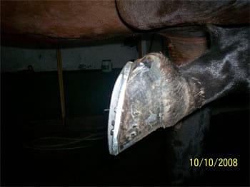 Un aporte en el tratamiento de laminitis e infosura en equinos - Image 6