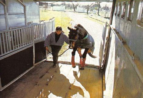 Transporte de equinos, Requisitos sanitarios y documentación - Image 2